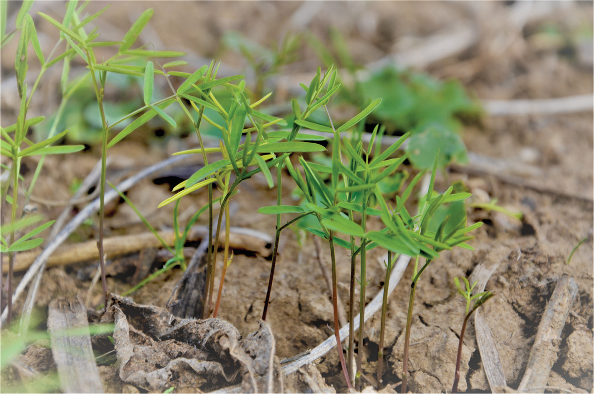 With carbon markets, farmers can get paid for adopting practices we know are related to carbon sequestration like using cover crops. Photo courtesy of Gurbir Singh.