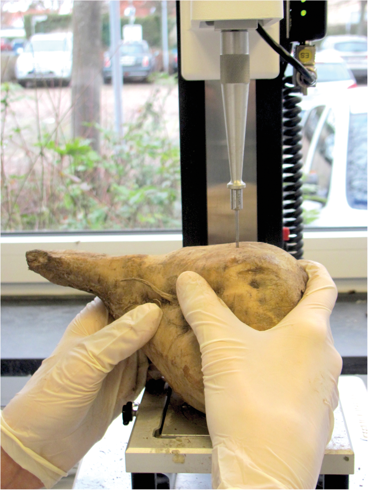 Measurement of the tissue strength of sugar beet with a texture analyzer. Photo by Gunnar Kleuker.