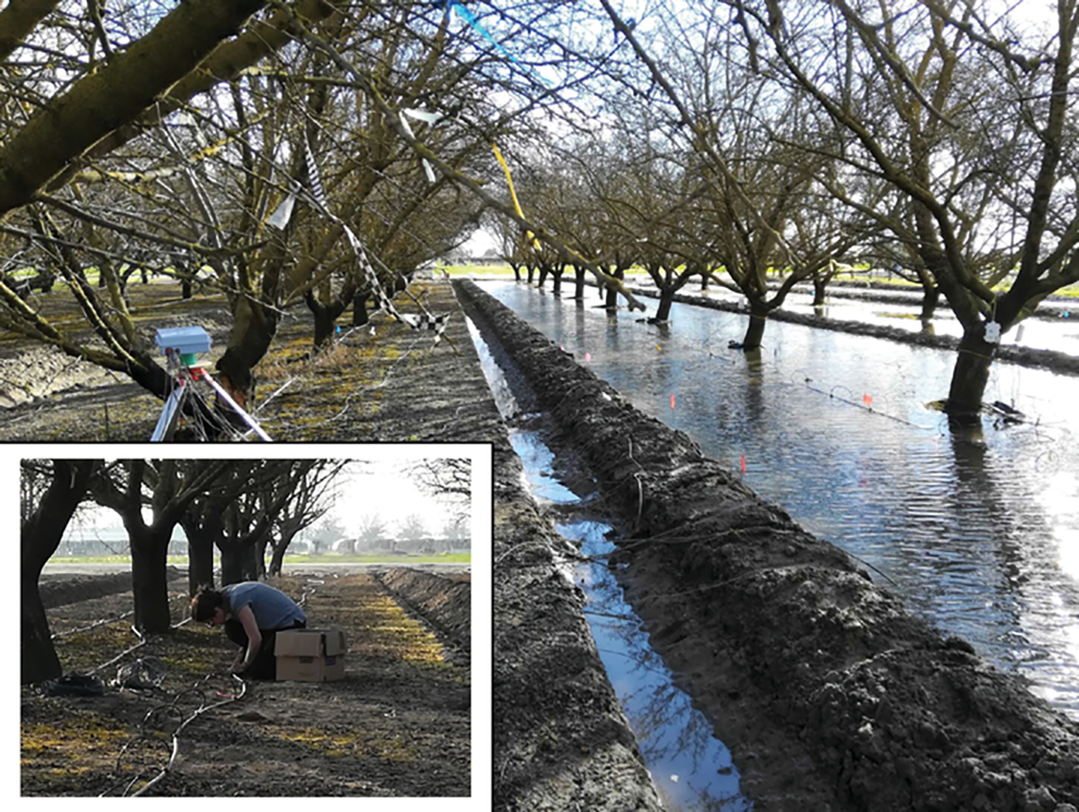 Agricultural managed aquifer recharge (Ag-MAR) flooding experiment in an almond orchard at the Kearney Agricultural Research and Extension Center (KARE). Inset: Installation of the soil sensors and the air-injection system at the research site. Photos courtesy of Yonatan Ganot.