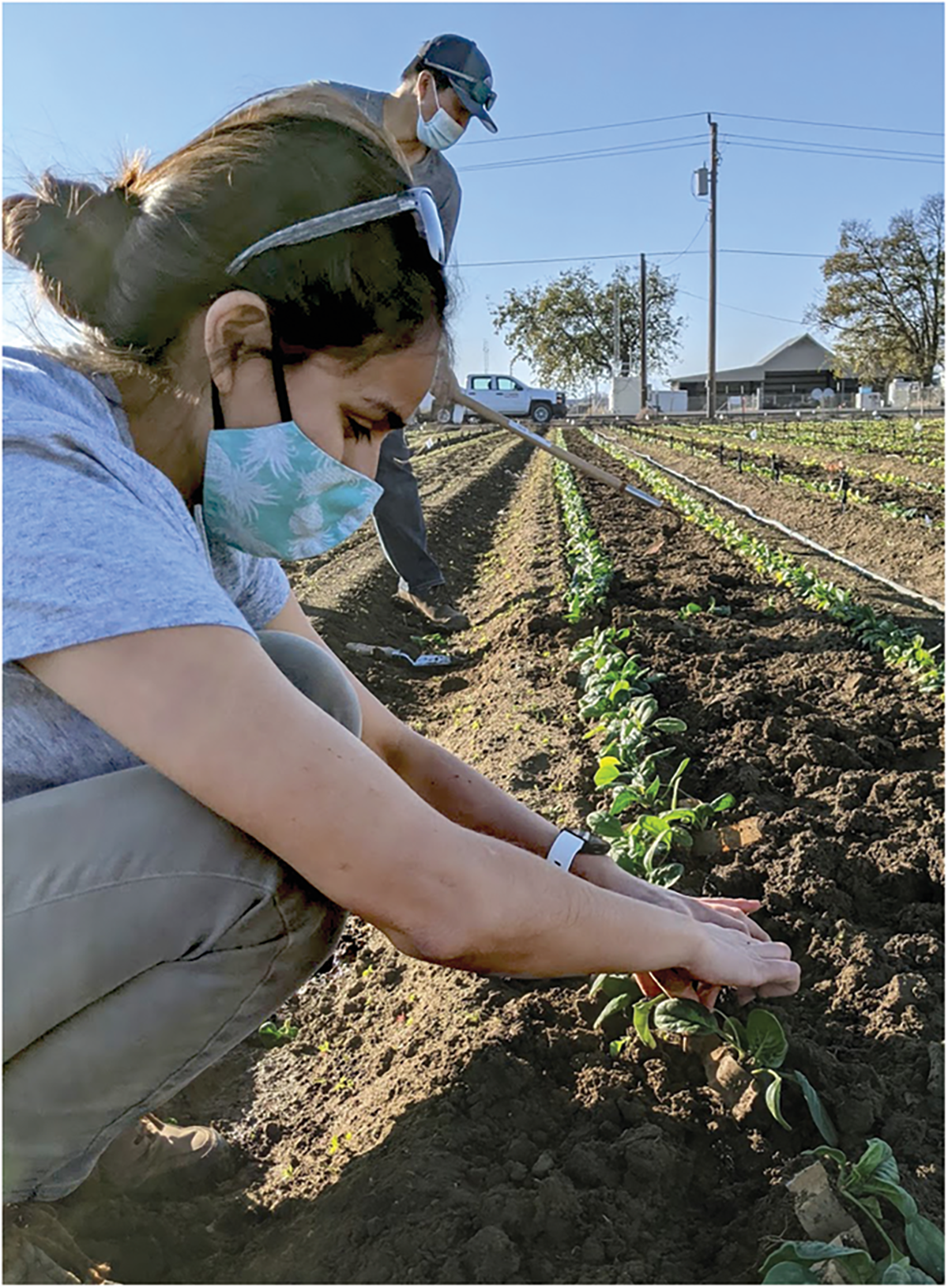 University of California–Davis research associate Samantha Hilborn and Ph.D. student Oon-ha Shin make selections for broad genetic resistant to downy mildew in spinach. Photo by Allison Krill-Brown.