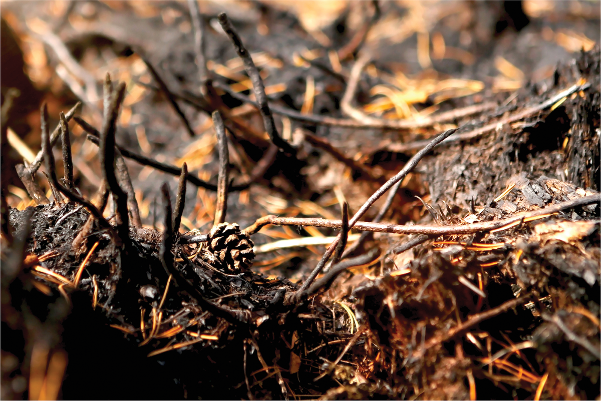 There are strong and growing lines of evidence that soil moisture information can help us better understand and predict wildfire danger. Photo courtesy of Adobe Stock/hataлья саксонова.