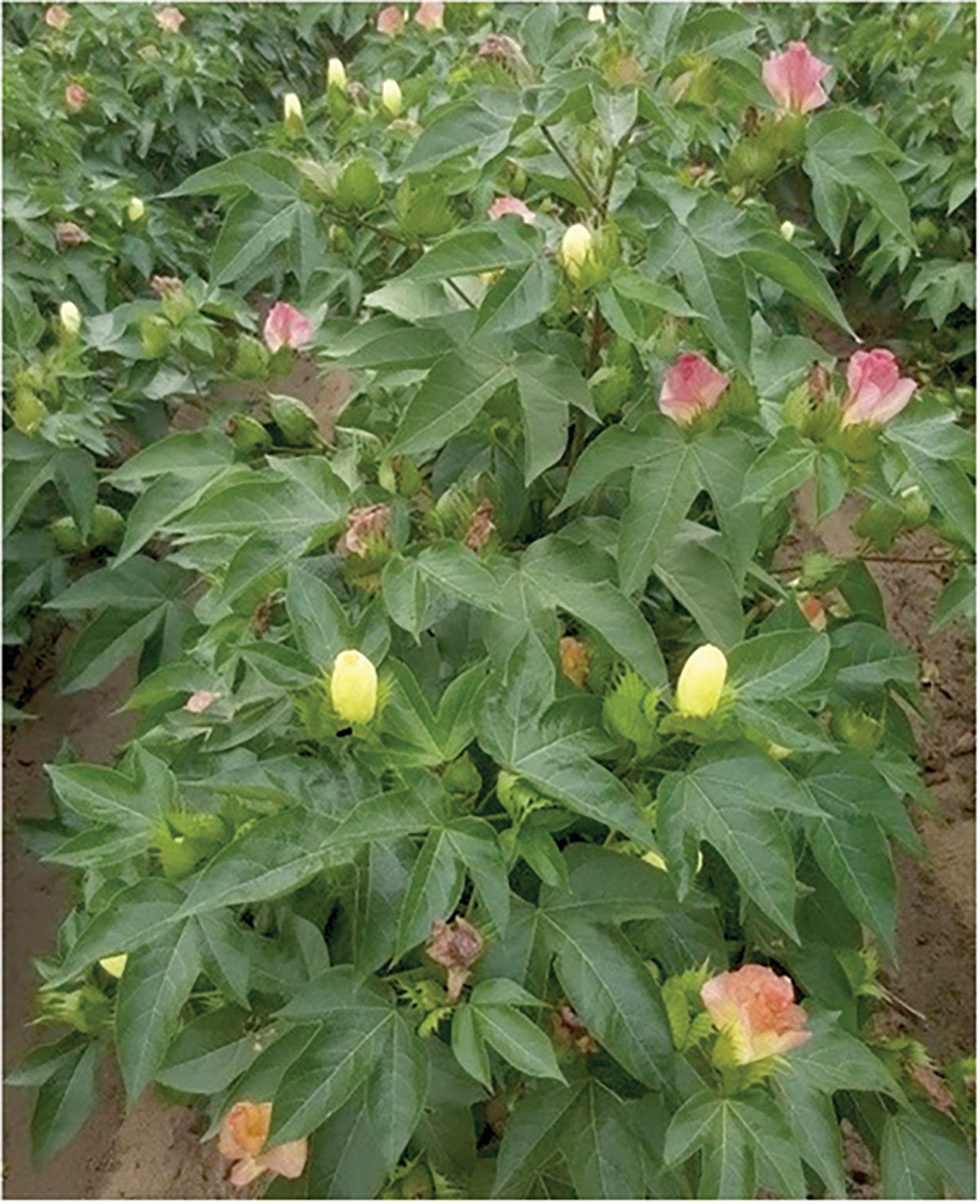 2019 Pima cotton trial at full bloom. Photo by Sarah Holladay.