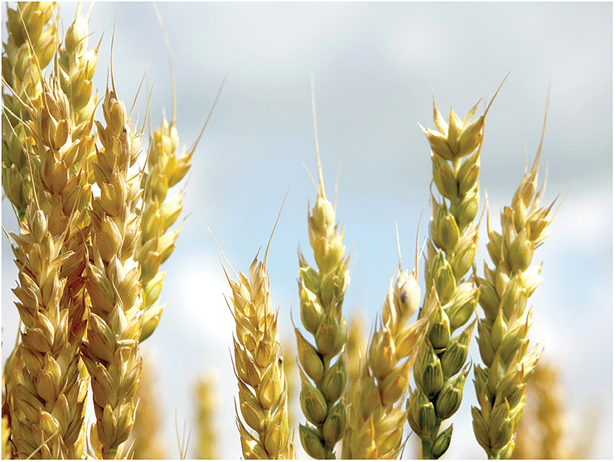 Investigating allelic variation across Canadian bread wheat germplasm can explain why cultivars are genetically differentiated and predict how the current distribution of allelic variation will affect future genetic progress. Photo courtesy of Flickr/Marilylle Soveran.