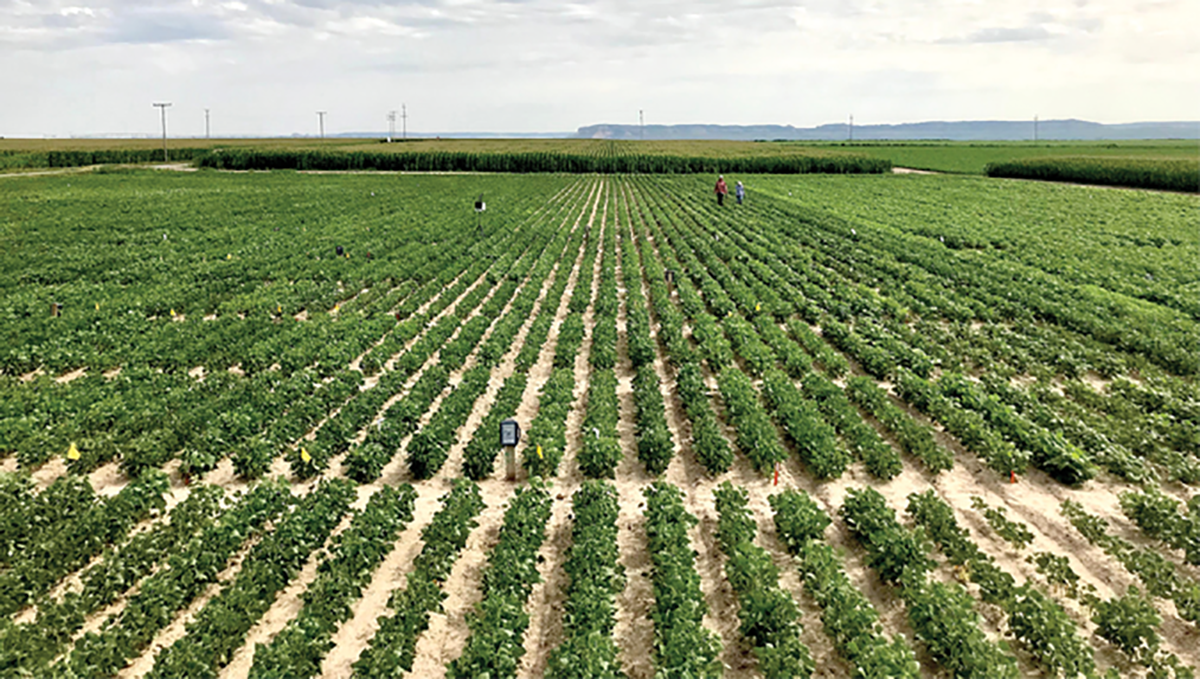 Drought experiments conducted at the Mitchell Ag Lab in Nebraska in 2018. Photo by Eduardo Valentin Cruzado.