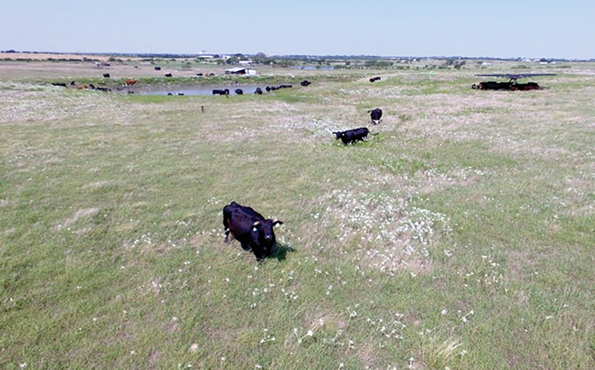 Perennial grazing can maintain soil health similar to that seen in native ecosystems. Photo by Wayne Polley.