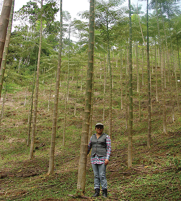 First author Esthela González Sarango stands next to two-year-old Brazilian firetrees at an afforestation experiment in the Ecuadorian Amazonia in 2011. Photo by Carlos Valarezo Manosalvas.
