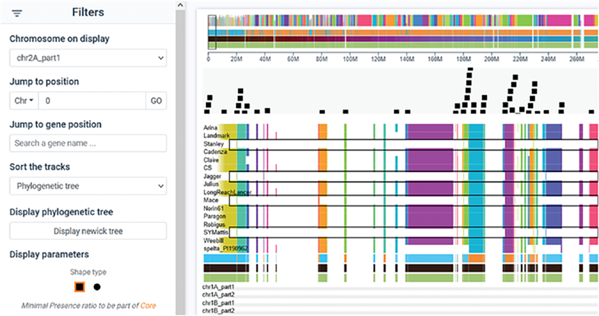 Wheat Panache screenshot showing an Aegilops ventricosa introgression at the beginning of chromosome 2 in cultivars Stanley, Jagger, Mace, and SY Mattis. Image courtesy of Dave Edwards.