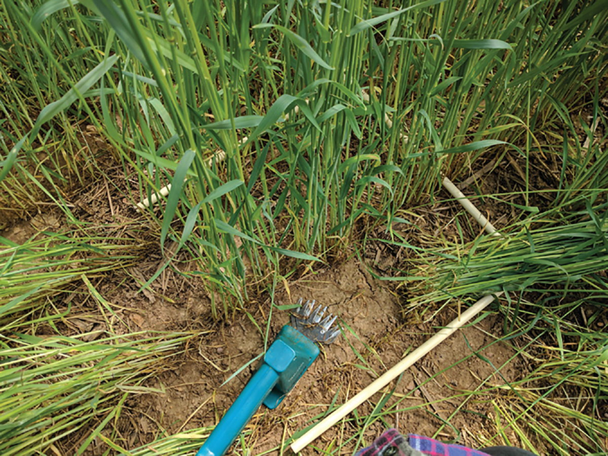 Clipping rye biomass on the day of planting green. Photo by Heidi Reed.