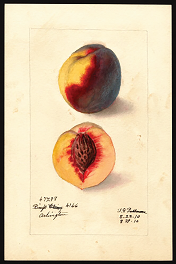 Watercolor of a peach painted for the USDA by Deborah G. Passmore in 1910. USDA, Pomological Watercolor Collection, Rare and Special Collections, National Agricultural Library, Beltsville.