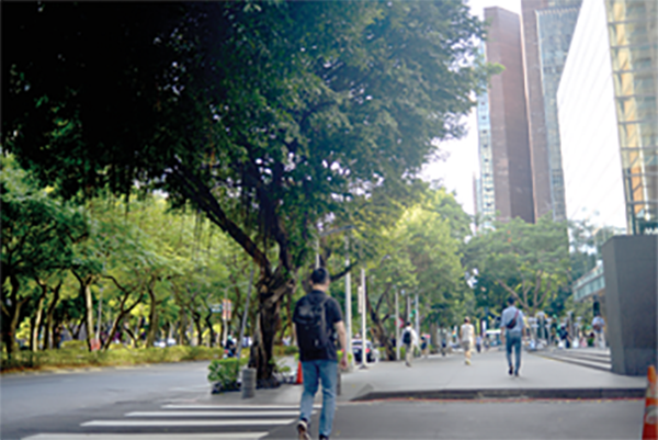 Urban sidewalk trees, like these Taiwanese rain trees (Koelreuteria elegans) in Taipei, remove large quantities of air pollutants that would otherwise directly be inhaled by humans. Photo by Yan Yu (Andy) Hou.