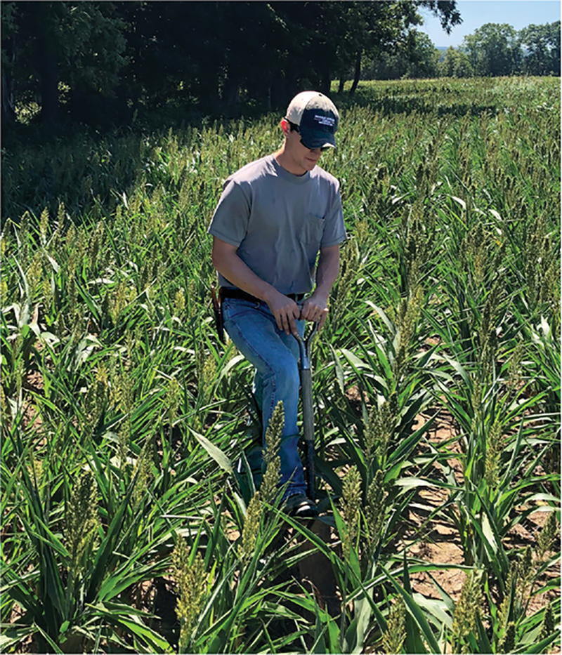 Missouri farmer Lance Conway examines soil in a sorghum field where the wheat cover crop was grazed prior to planting. Photo courtesy of Lance Conway.