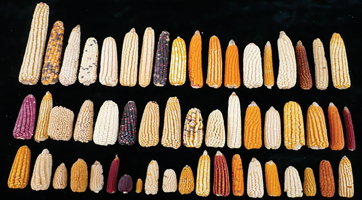 Examples of the range of phenotypic variation in maize germplasm held in the genebank of the International Maize and Wheat Improvement Center (CIMMYT). Photo provided by Dr. Suketoshi Taba, CIMMYT.