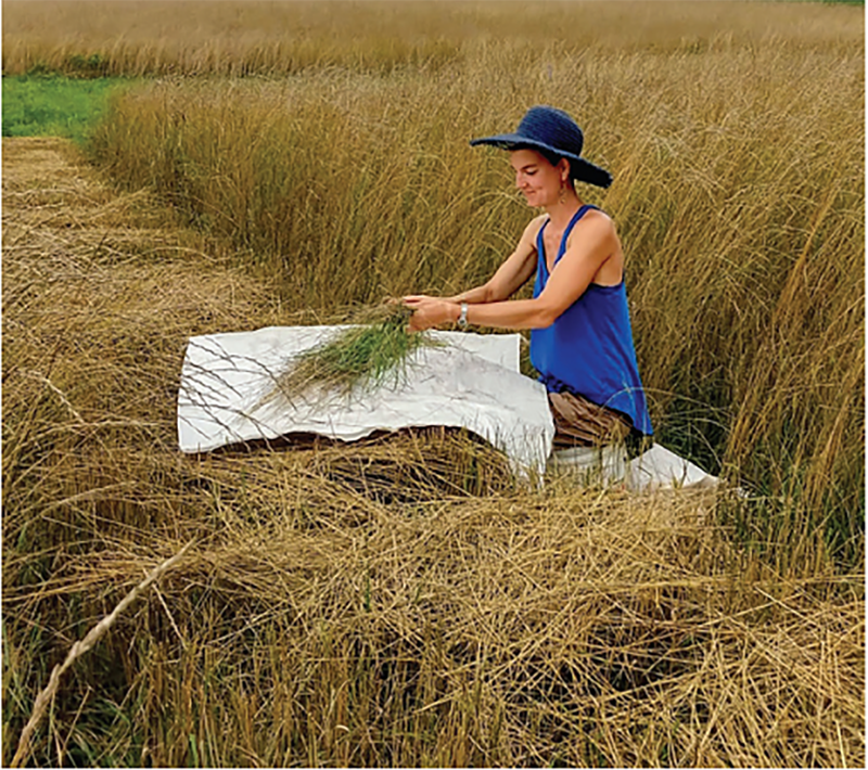 Sandra Wayman, a research support specialist at the Cornell University School of Integrative Plant Sciences and a co-author on the paper, samples biomass of intermediate wheatgrass in the field. Photo by Eugene Law.