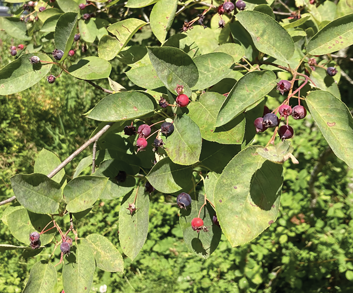 Fruit of the Canadian crop wild relative Saskatoon (Amelanchier alnifolia). Saskatoon is a berry crop of national importance in Canada with a developing international interest. Occurring broadly across Canada, wild populations of Saskatoon contain genetic diversity with potential utility for crop improvement and adaptation. Photo by Jens Ulrich.