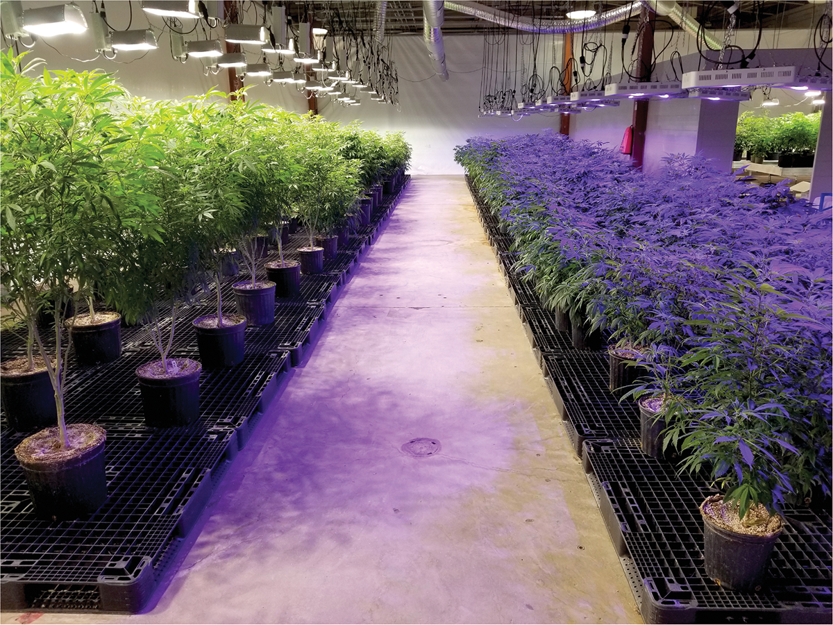 Cannabis plants in the flower room at the BrantMed facility are kept under specific light and photoperiod conditions to initiate flowering. Photo by Kristian Adamek.