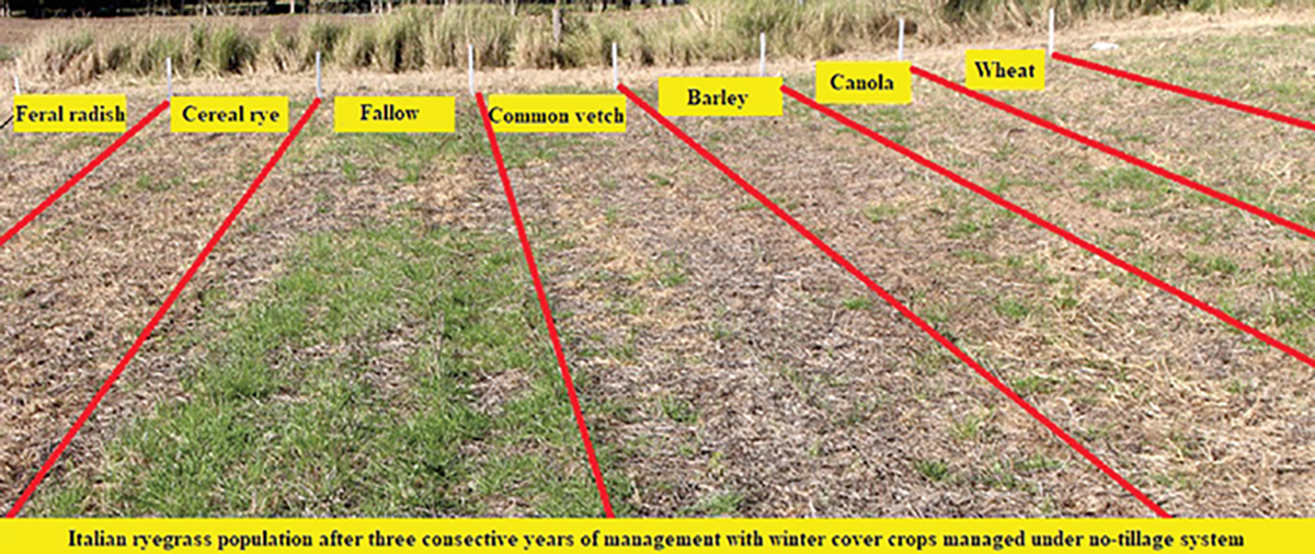 Italian ryegrass population found after three consecutive years in a field managed with winter cover crops under a no-tillage system. This picture was taken after soybean harvest and demonstrates the effects of suppression. Photo by Joanei Cechin.