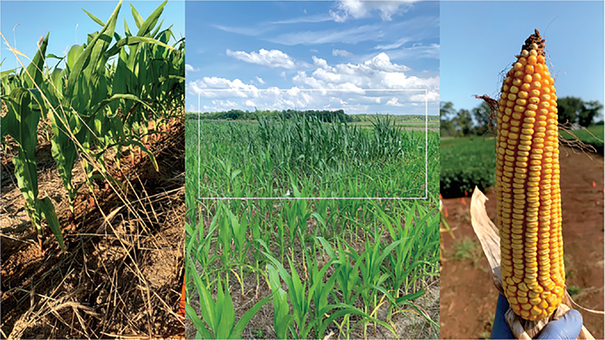 Broiler litter application for corn production in the southeastern United States. Photo by Rajveer Singh.