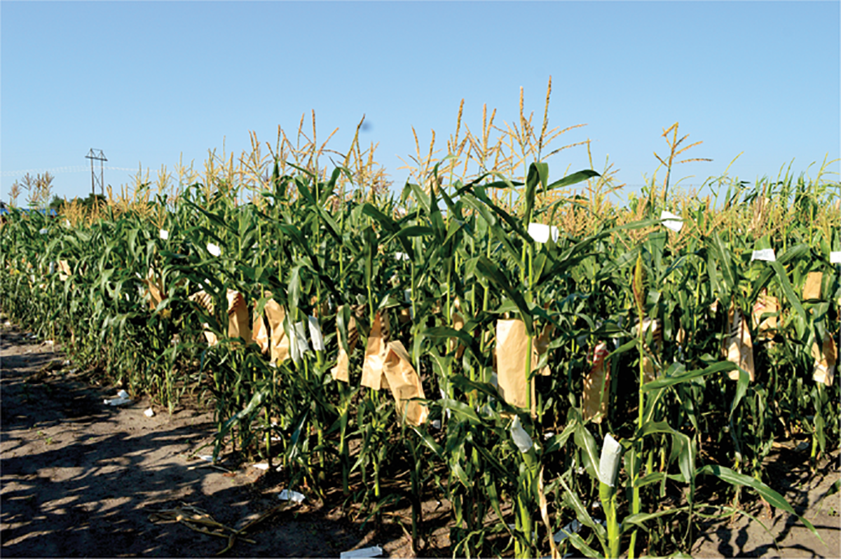 Maize breeding and genetics nursery at the Iowa State University Ag Engineering and Agronomy Research Farm. Photo by Qi Mu.
