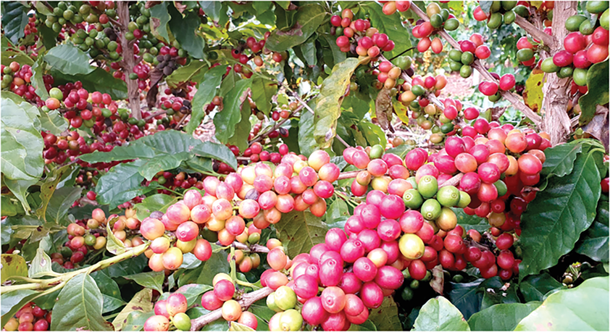 This Arabica coffee cultivar, IPR 98, displays a high coffee yield. Photo by Gustavo Hiroshi Sera.