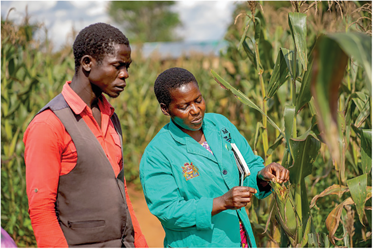 A farmer and extension worker scout for fall armyworm on maize in Malawi. Photo by CABI.