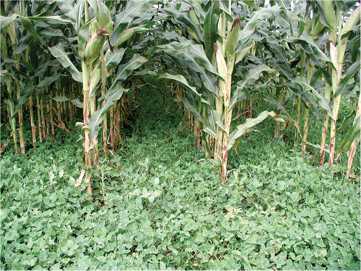 Corn growing in Kura clover. Photo by Ken Albrecht.