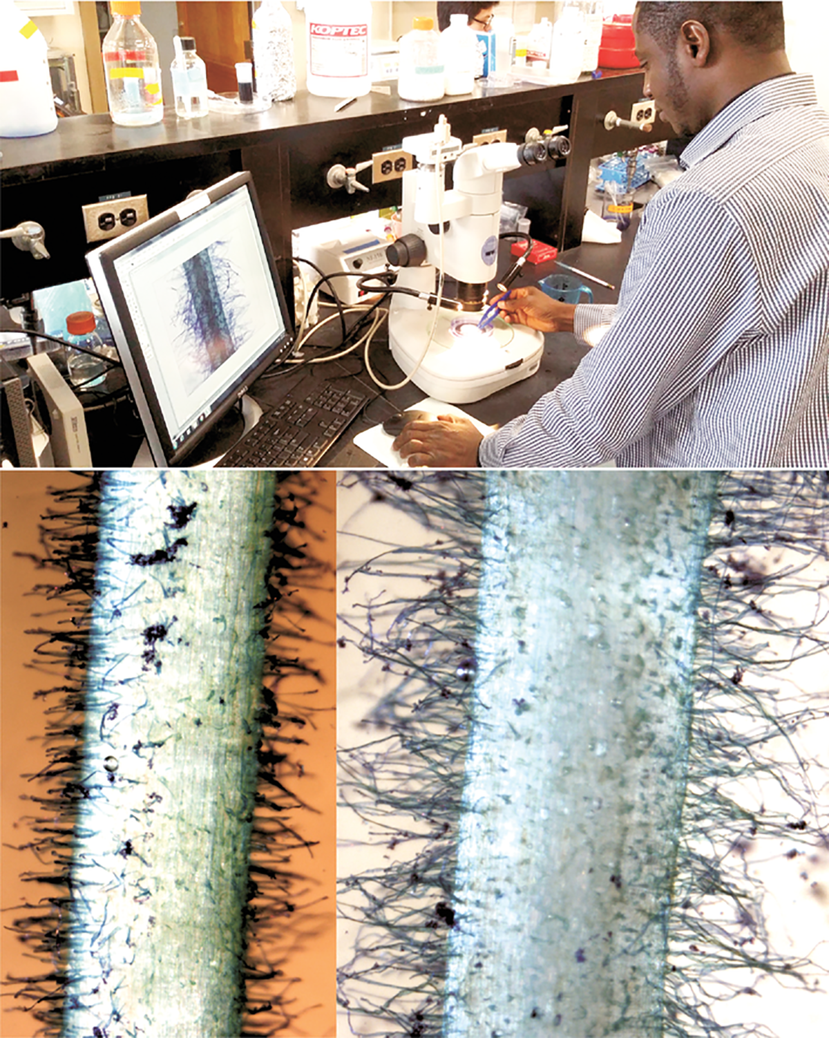Top: Saba Mohammed measures cowpea root phene from different growth stages, scoring root system architecture phenotypes of field-grown cowpea plants at the Roots Lab at Penn State. Bottom: Contrasting root hair length observed among cowpea genotypes after 14 days of growth on germination papers. On the left, root hairs are short and dense while on the right, root hairs are long and dense. Photos courtesy of Saba Mohammed.