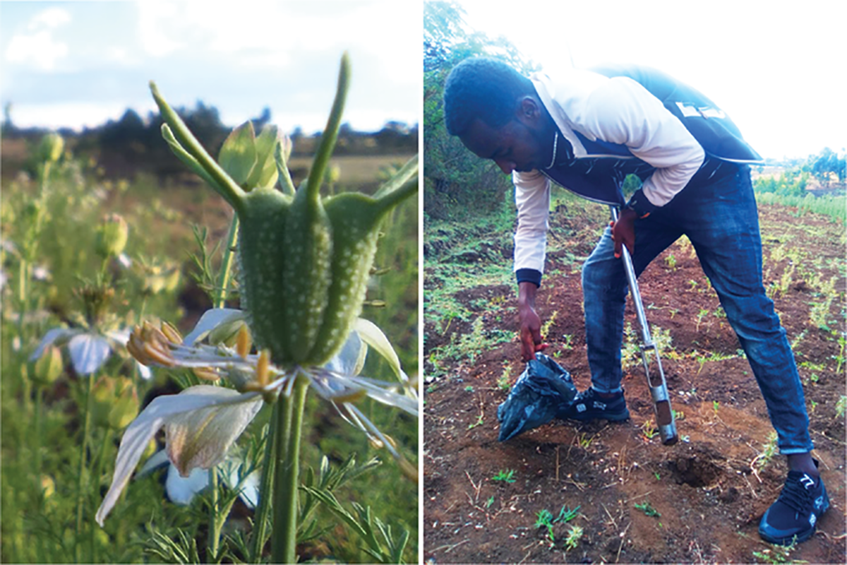 Left: Flower and capsule of the black cumin plant. Photo by Fikadu-Lebeta Wako. Right: First author Fikadu-Lebeta Wako collecting a soil sample from a black cumin field in Ethiopia. Photo by Lulu Kitata Guteta.