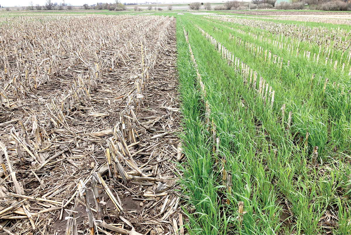 Side-by-side comparison of no-till research plots in central Iowa that were used in the study, with and without a cereal rye cover crop. Photo by Peter O’Brien.