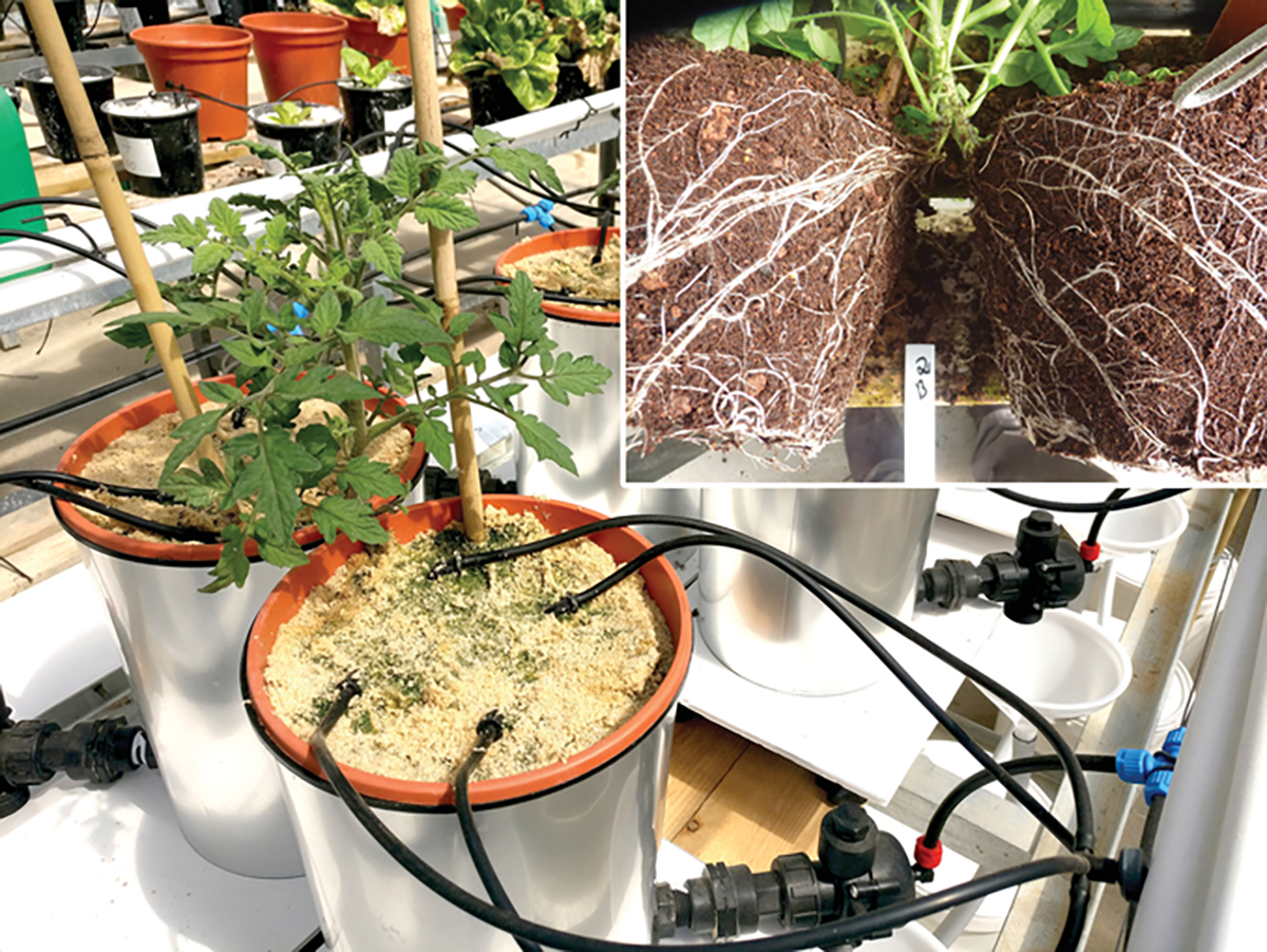 A view of the lysimeters with tomato plants and their split roots from above. Inset: Roots of split-rooted tomato following removal from lysimeters at the experiment’s end. Photos by Alon Ben-Gal.