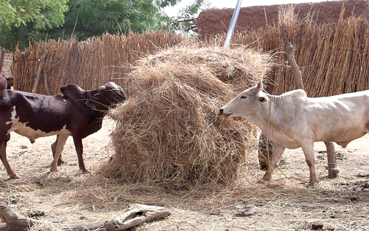 Cattle feeding on bush hay in the Banizoumbou village of southwestern Niger. Photo by Augustine Ayantunde.
