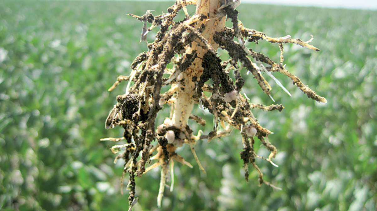 Nodules on faba bean roots with faba bean field in the background. Photo by Hamid Khazaei.