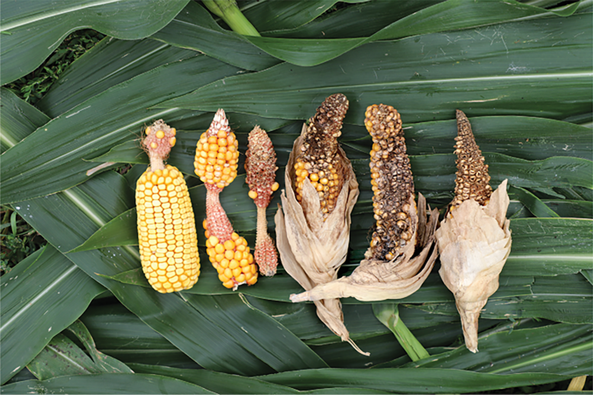 Ear abnormalities found in corn fields in recent years. Photo by Lana Johnson.