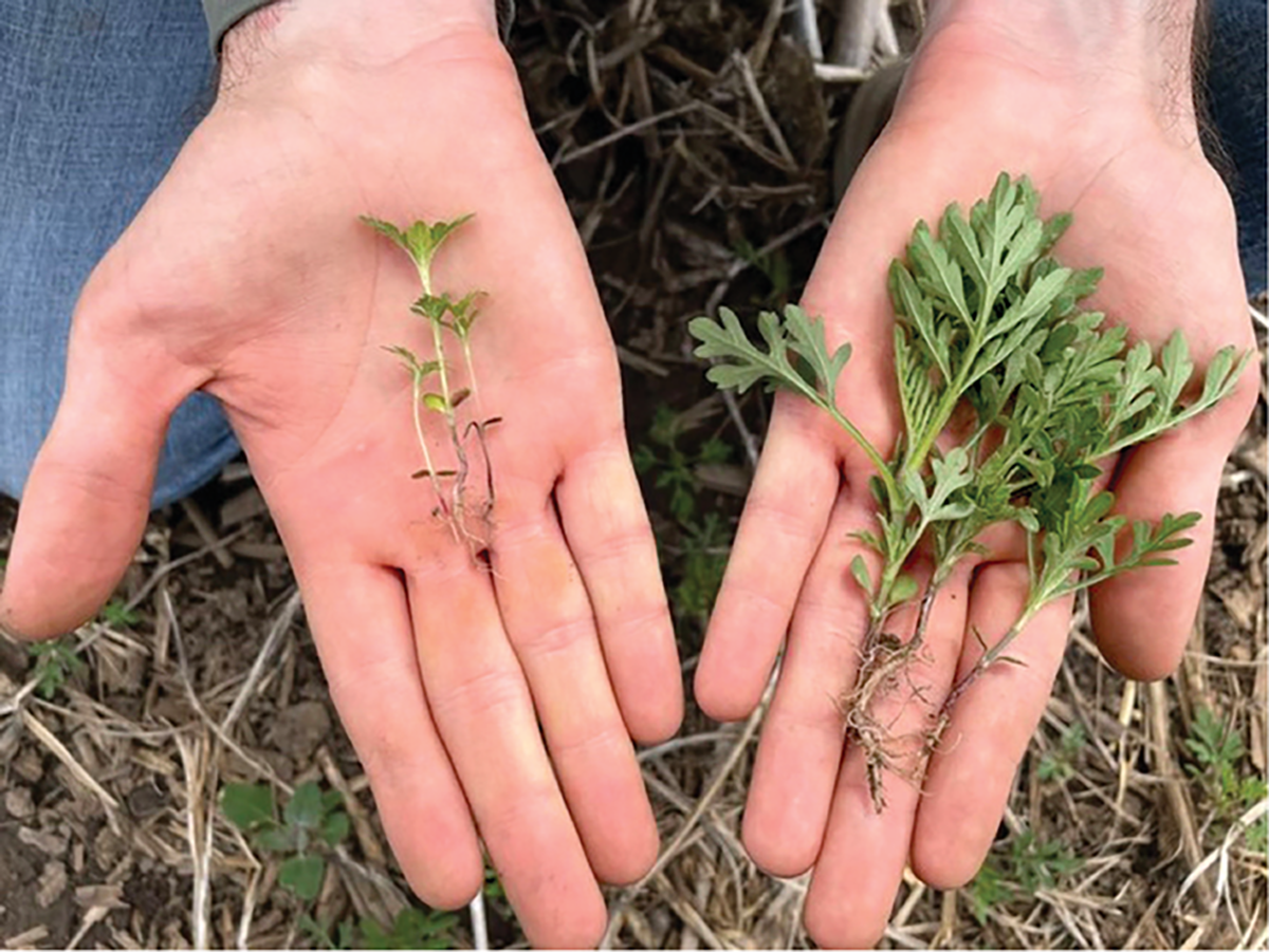 Planting green into cereal rye contributed to reduced weed density and biomass accumulation at the time of crop planting compared with management with no-till alone. This photo shows common ragweed sampled from cereal rye cover crop (left) and no-till (right) plots. Photo by Nicholas Arneson.