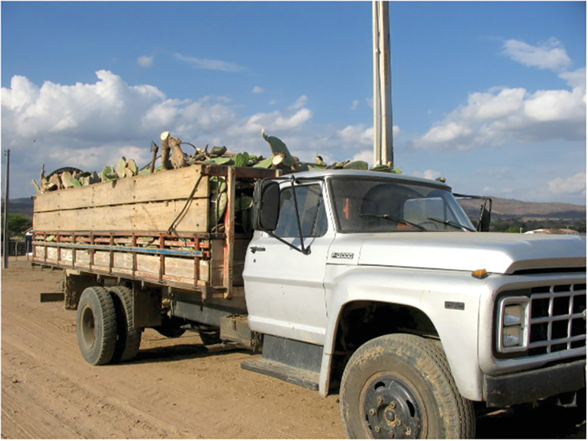 Cactus transportation from harvested fields. In Brazil, some producers are dedicated to produce and sell cactus for dairy farmers to feed their livestock.