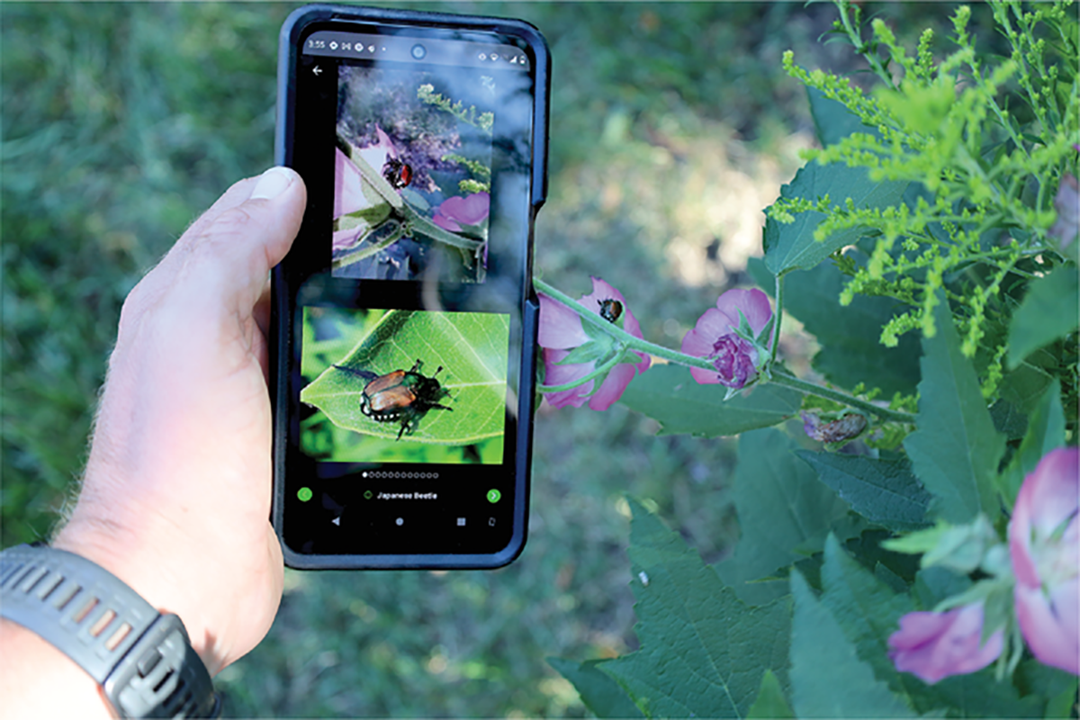 A Japanese beetle is identified using the iNaturalist app. Photo by Derek Rosenberger.