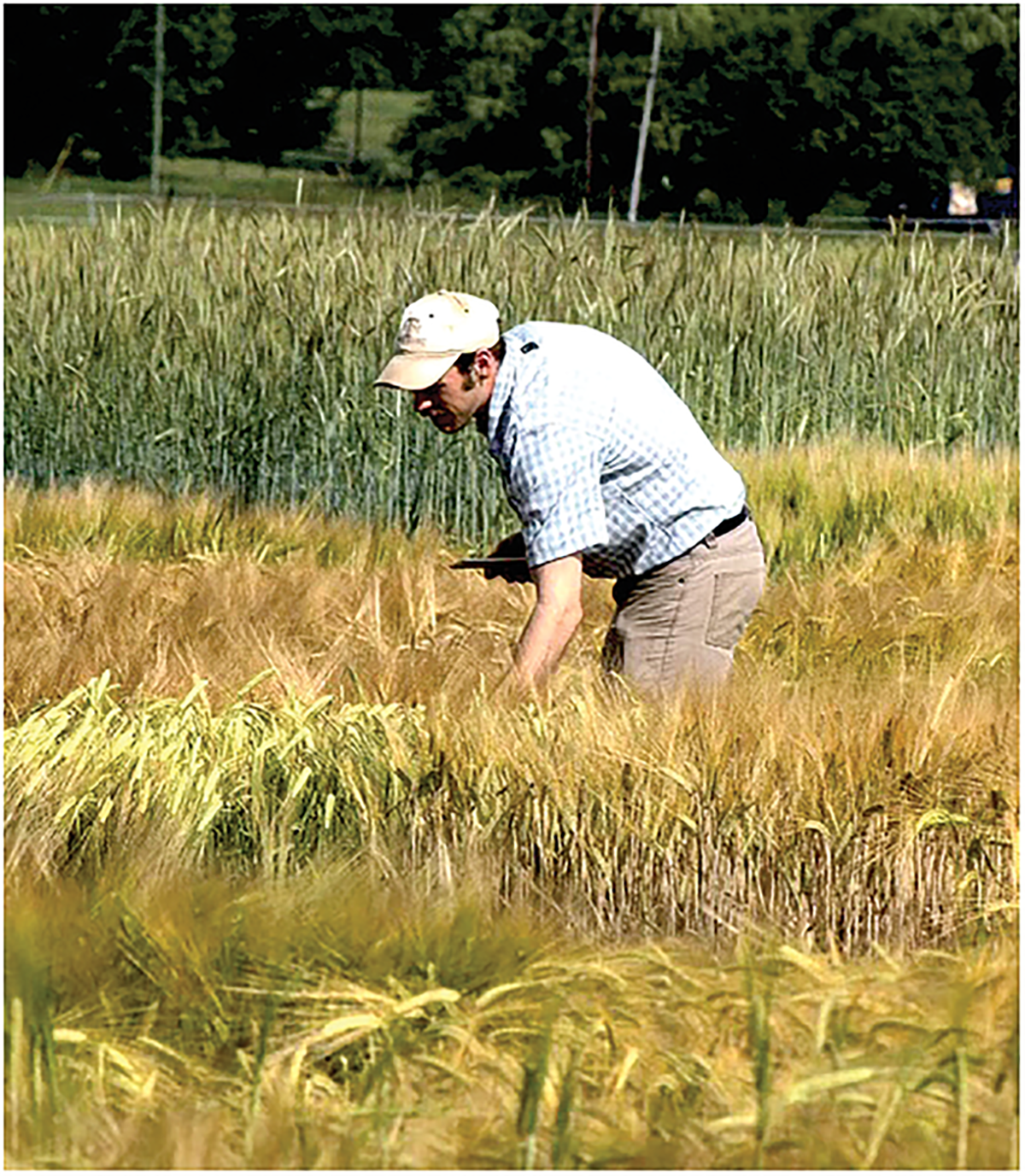 First author Travis Rooney collects maturity notes on winter malting barley at Cornell in Ithaca, NY. Photo by Madeline Rooney.