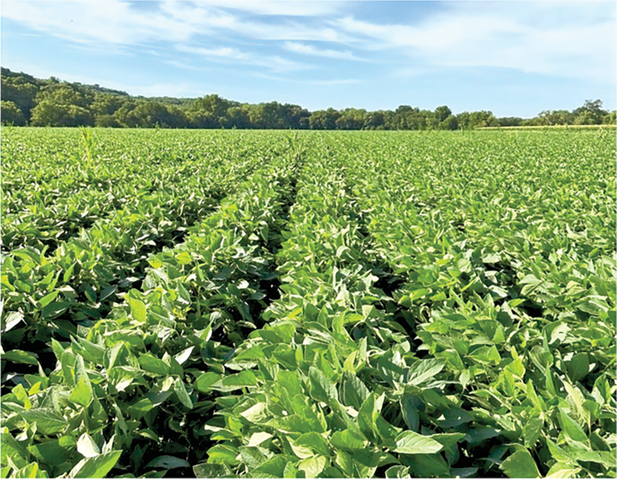 Soybean crop in Kansas. Photo by Constanza Mackrey, CiampittiLab.