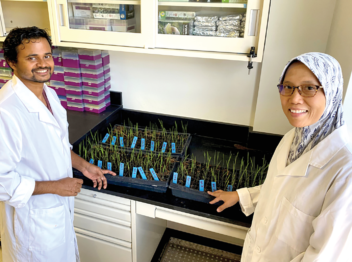 Dr. Endang Septiningsih (right) and postdoctoral research associate Dr. Sudip Biswas work on gene editing in rice in the Crop Genome Editing Lab at Texas A&M University.