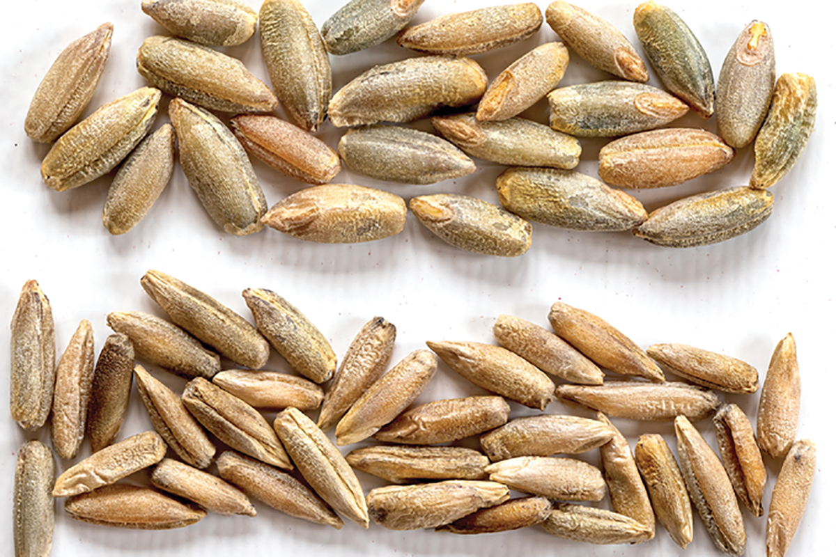 Winter rye seeds can vary significantly in size, making density-based seeding rate recommendations a good option. Photo courtesy of Natalie Lounsbury.