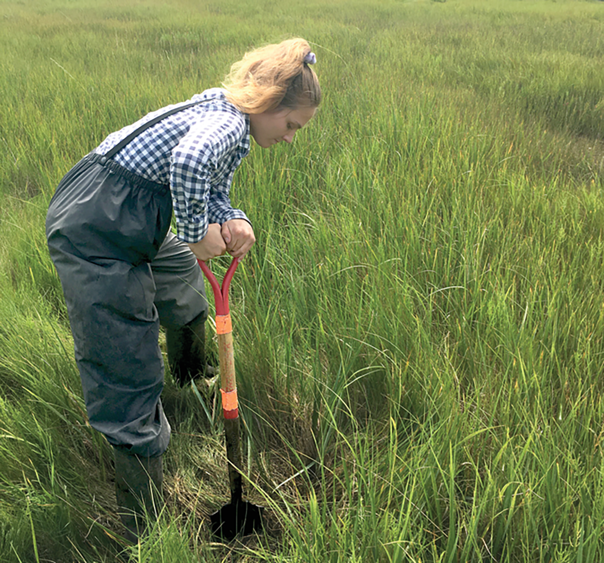University of Rhode Island undergraduate student Morgana Agin samples tidal marsh soils for carbon accounting purposes. Photo by Mark Stolt.