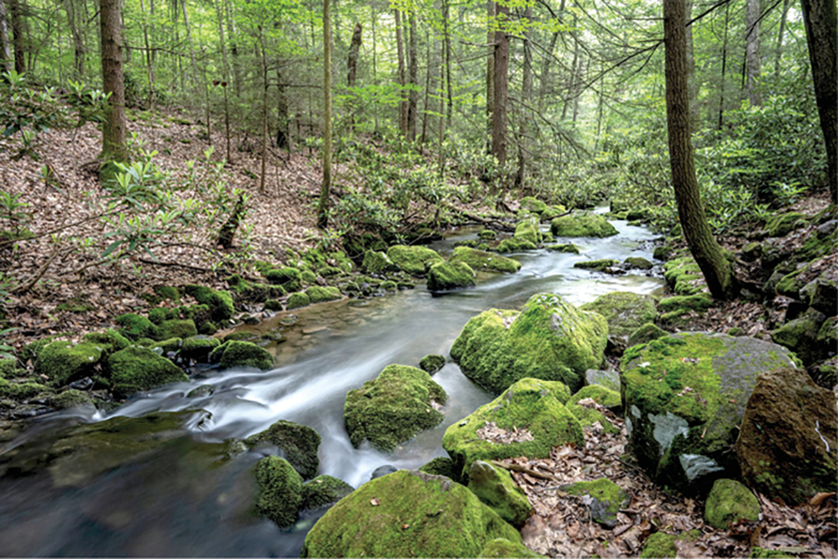 In Bear Run, a stream in western Pennsylvania, salinity is declining thanks in part to improving air quality. Photo by Ryan Utz.