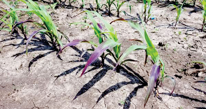 Early-season phosphorus deficiency on corn at the V3 growth stage  in southwestern Minnesota. Photo by University of Minnesota Ex- tension Nutrient Management.