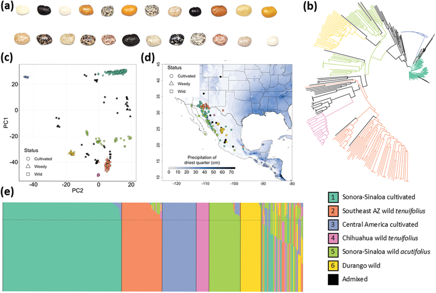 Researchers evaluated phenotypic and genetic diversity in more than 400 tepary bean accessions. Image by Nolan Bornowski, Timothy Porch, and C. Robin Buell.