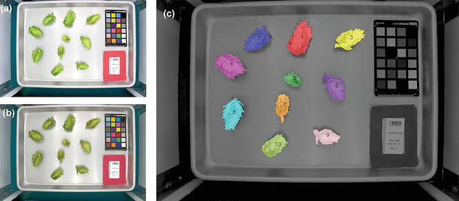 The HopBox image-processing pipeline. (A) is the original image, (B) is the color-corrected image, and (C) features the identification and labeling of each individual cone within the image.