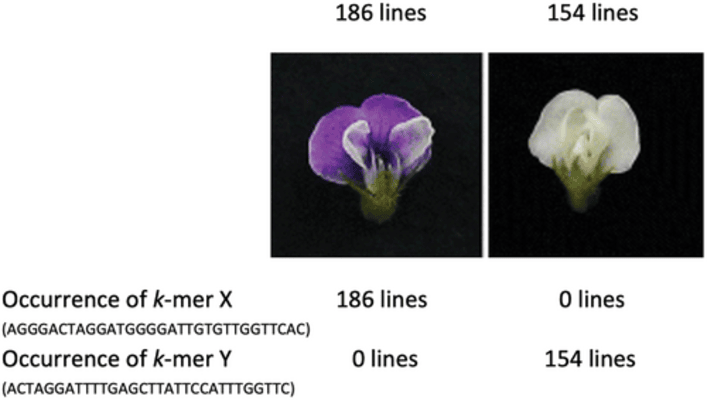The occurrence of short sequence motifs, pinpointed from the re- sults of a GWAS, distinguished between white- and purple-flowered  soybean accessions. Figure reproduced with permission from the following article by Sundaramoorthy et al. published in the Journal of the Korean Society for Applied Biological Chemistry: https://doi. org/10.1007/s13765-015-0077-z.