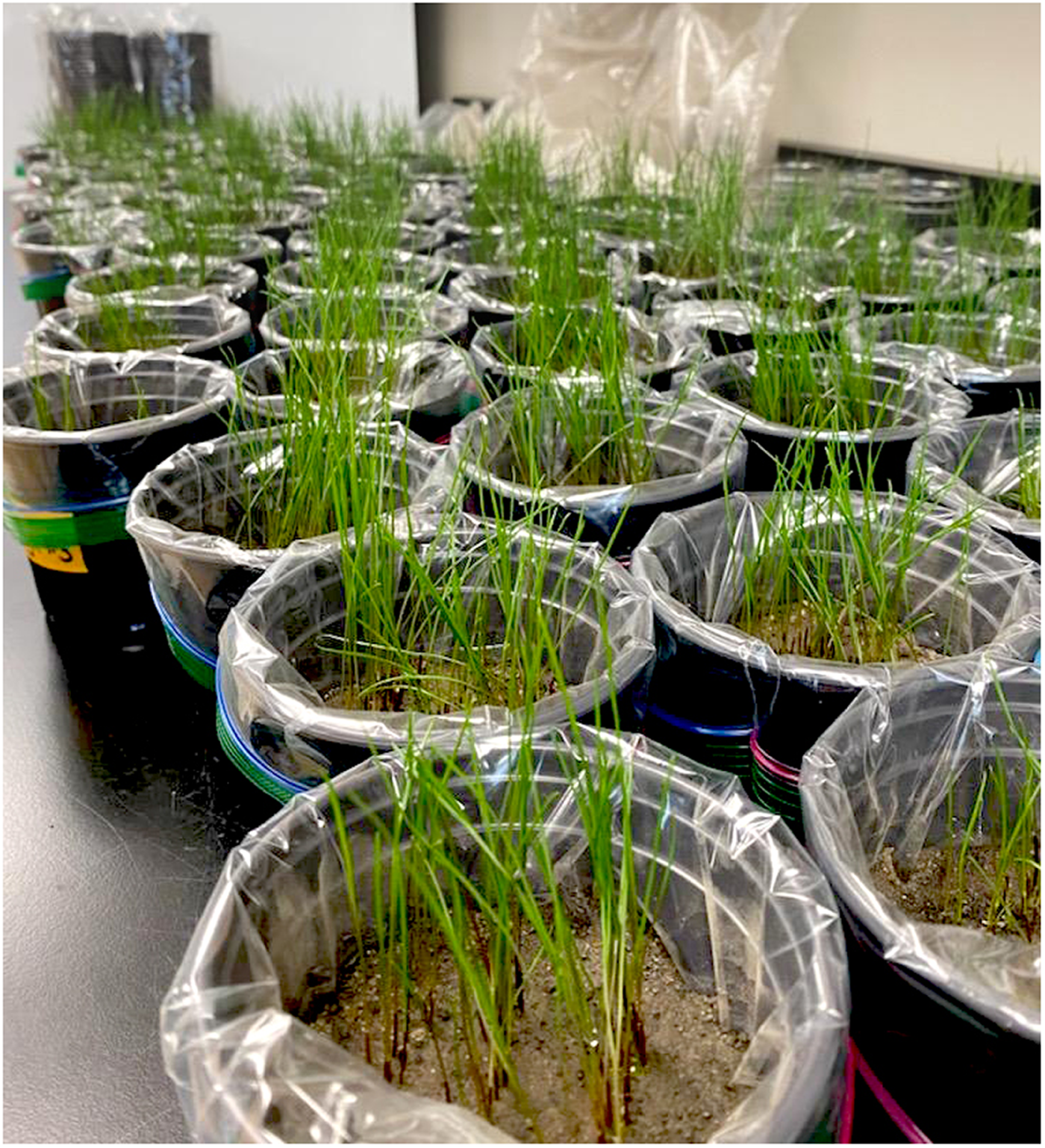 Perennial ryegrass planted to evaluate the effects of DWTRs on up- take of PFAS in soils amended with the relevant rate of biosolids for mine reclamation. Photo by Emma Broadbent.
