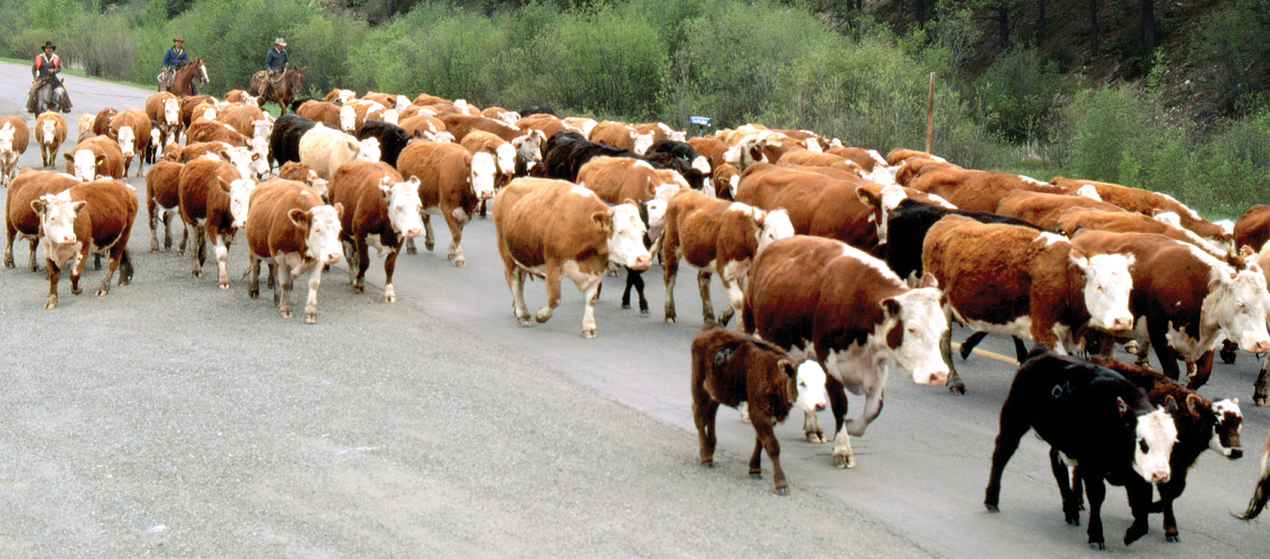 Moving cattle to higher elevations as it gets warmer is one option to reduce heat stress. However, this option is not available to producers whose grazing land does not include a wide range of environments. Photo courtesy of USDA.