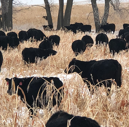 Multiple studies have documented the benefits of bringing livestock onto cropland in what is known as an âintegrated cropâ livestock system.â Photo by Jerry Doan.