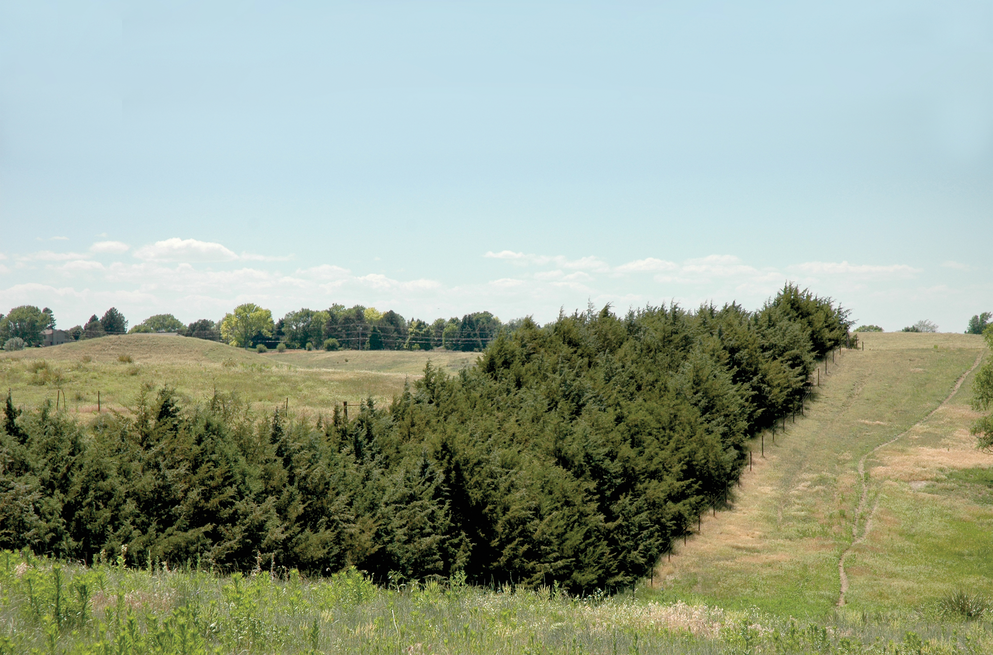 A 29-year-old, four-row eastern red cedar windbreak near North Platte, NE. Photo by Tom Sauer.