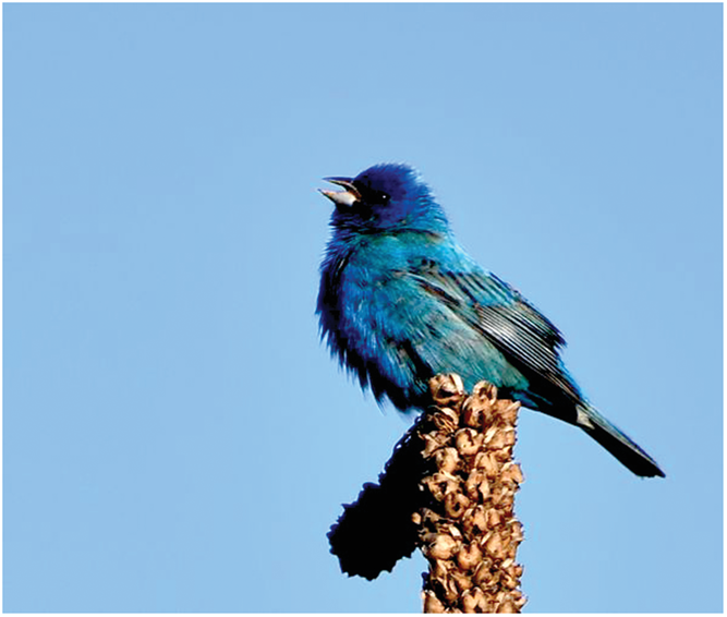 In a class designed to teach students to better connect to the natural world, students learned to appreciate songs from birds like this indigo bunting. Photo by Daniel Hayes.